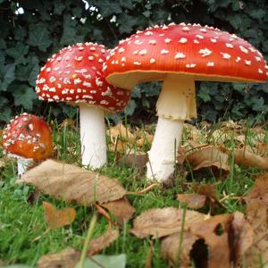 Fungi: The Underground Kingdom