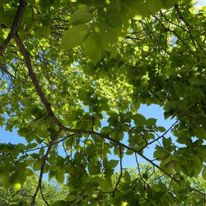 Illuminating science podcasts