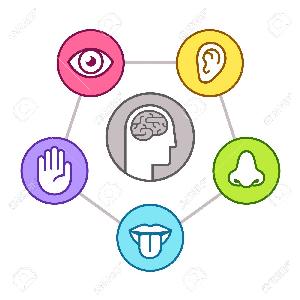 Pod To Your Senses: A Primer on the Senses