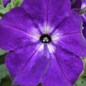 Podcasts for planting seeds and picking weeds