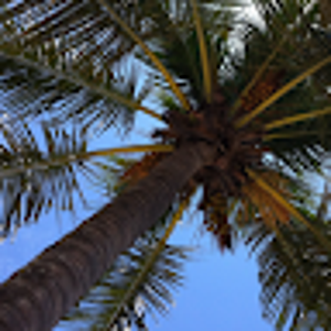 @palmtreemoments